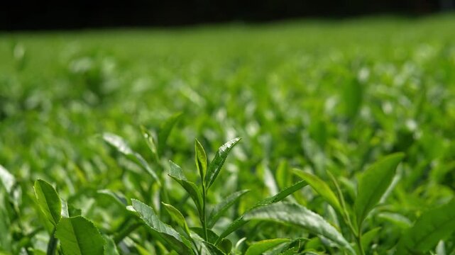 A close-up of fresh green tea shoots growing in a tea plantation.