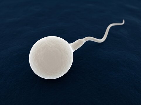 Microscopic view of a single human sperm cell with a flagellum against a dark blue background.