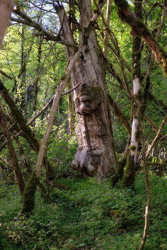 The mossy leafless boxwood dead wood in Khosta Yew-Boxwood Grove.