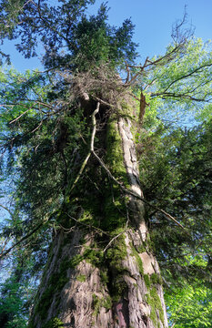 The huge thousand-year-old european yew tree in Khosta Yew-Boxwood Grove.