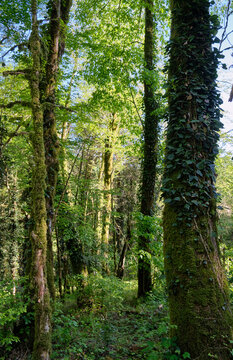 The area of Khosta Yew-Boxwood Grove. Sochi.