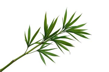 Obraz premium Slender green bamboo branch with pointed leaves
