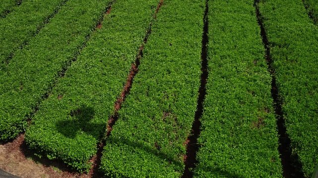 Green tea rows growing in neat parallel lines in a plantation, with the shadow of a rotating windmill or fan blade cast.