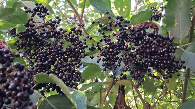 Ripe black elderberry berries hanging on tree branch outdoor