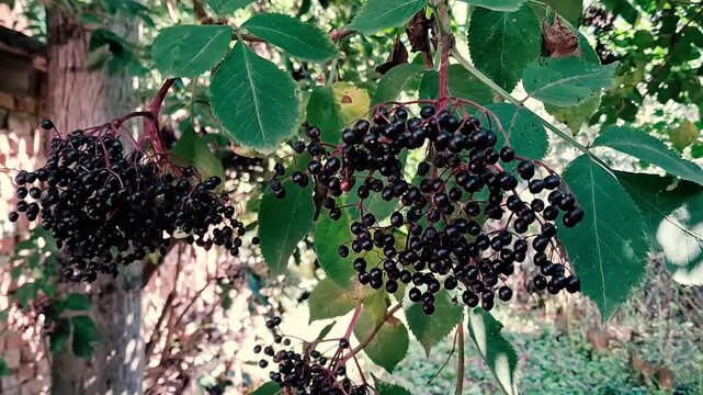 Ripe black elderberry clusters hanging on branch with green leaves