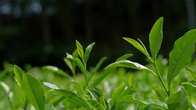 Shift Focus from Foreground to Close-Up of Young Fresh Green Tea Leaves in a tea plantation, highlighting the organic texture and purity of tea agriculture.