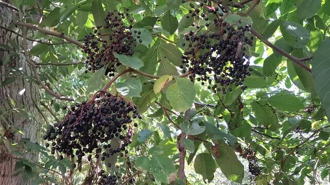 Fresh black elderberry fruit clusters growing on tree branches in summer