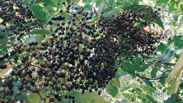 Wild ripe black elderberries hanging on bush branch outdoors
