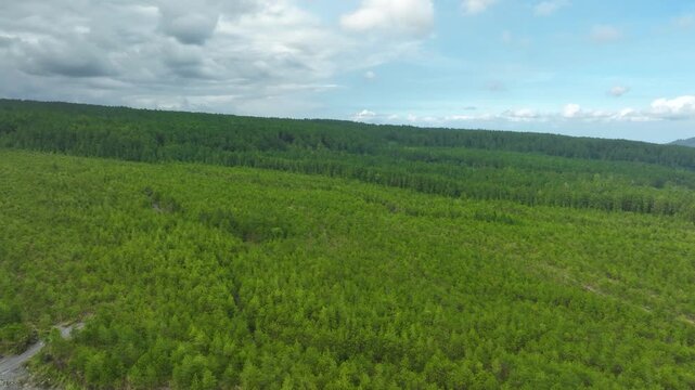 Evergreen Sumatran Pine Trees Near Mount Semeru In East Java, Indonesia. Aerial Drone Shot