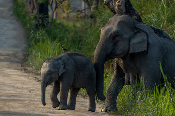 Mother elephant and her baby is crossing . © Chirantanu