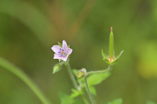 ゲンノショウコの花と果実・蕾（フウロソウ科・くちばし状の実・薬草・植物の生活史）