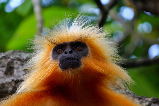 A portrait of a Golden Langour.