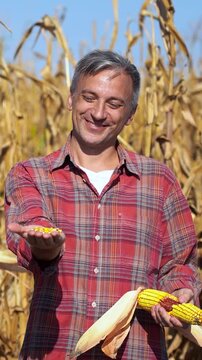 Smiling gray-haired farmer shells corn by hand, then shows yellow kernels to the camera in a sunny cornfield with selective focus and warm autumn colors.