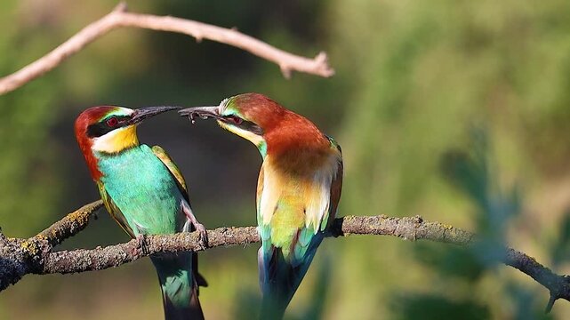 Pair of Colorful European Bee-eaters Courting and Feeding on a Branch