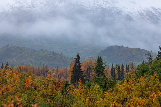 Denali National Park autumn foliage in fog