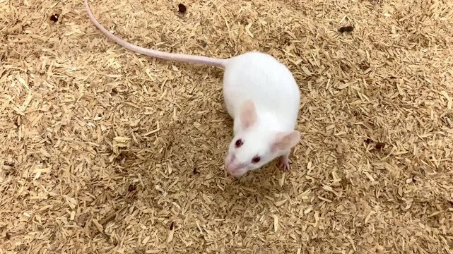 white laboratory albino mouse on bedding texture