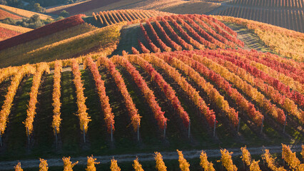 Fototapeta premium Vineyard Rows in Autumn Colors Aerial View - Wide Landscape