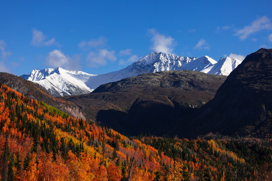 Alaskan autumn foliage with snow capped mountains