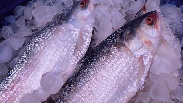 Shiny silver Hilsa fish placed on ice counter in market