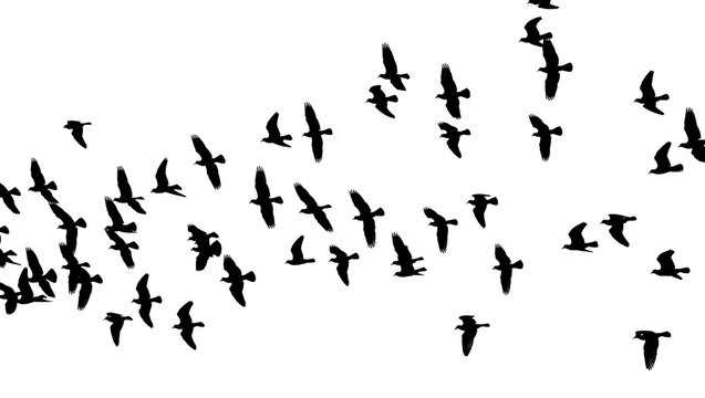 Flock of black birds in flight, isolated on transparent background