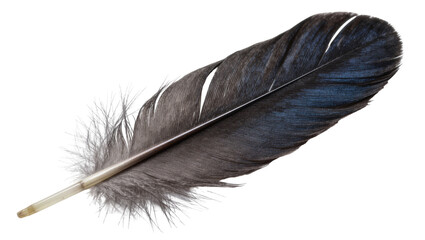 Dark grey bird feather with fluffy downy base, isolated on transparent background © iPNGi