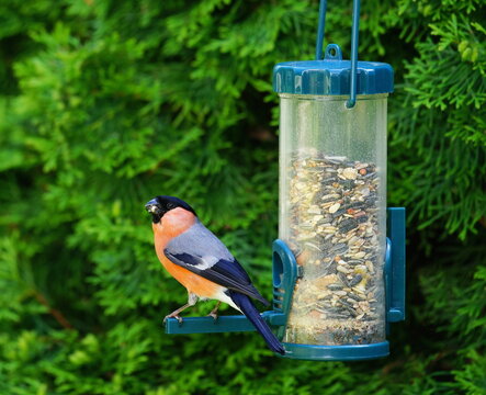 bullfinch in the garden