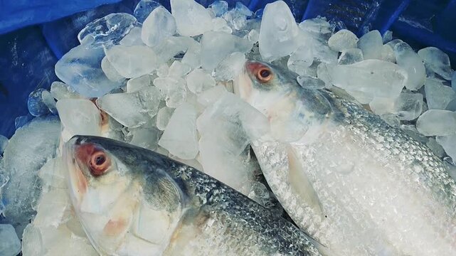 Raw Hilsa fish head covered with cold ice in fish market