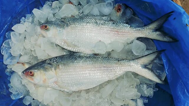 Fresh silver Ilish fish resting on cold ice cubes in shop