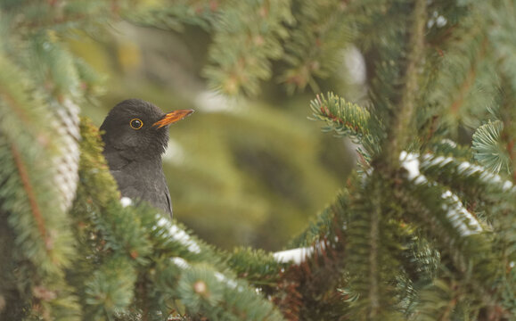 Eine m&auml;nnliche Amsel (Turdus merula) sitzt zwischen den dichten Zweigen eines Nadelbaums.
