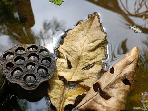 Halloween mask, leaf mask in a pond, calls from demons, scary, creepy, spooky mask, don't follow my voice. If you don't want to have. Copy space.