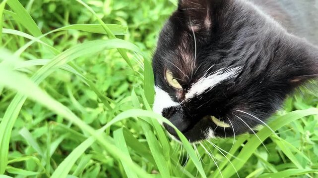 Close view of black and white cat hiding among tall grass