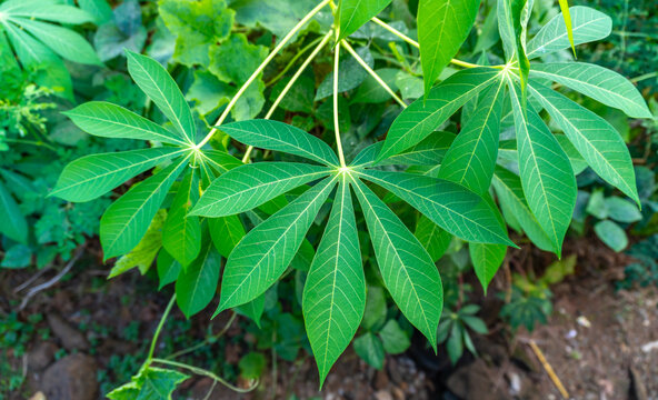 Growing Cassava Plants with Vibrant Green Leaves in a Farm