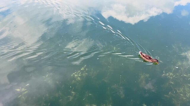 Lone duck creates ripples while swimming across reflective pond water