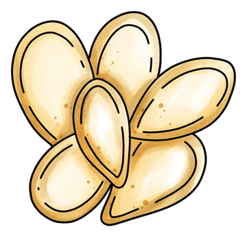 Zucchini Seed Hand Drawn Botanical Illustration