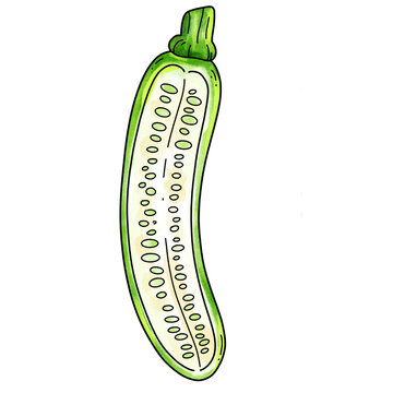Zucchini Plant Life Cycle Hand Drawn Illustration Collection