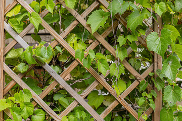 Green Climbing Vine Leaves Growing on Wooden Garden Trellis © anivvelia