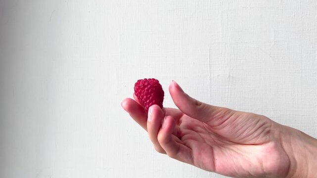 Adult hand presents a ripe red raspberry against simple light background