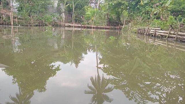 Calm tropical fish pond with palm tree reflection on water surface in village