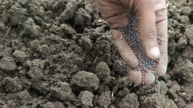 Farmer hand sowing mustard seeds directly into fertile soil in agricultural field
