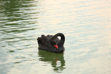 Black Swan and White Swans Swimming Elegantly on Calm Water Surface © Sigma s