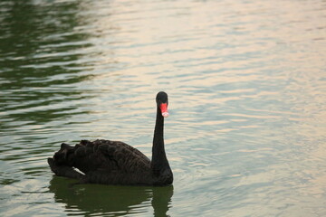 Black Swan and White Swans Swimming Elegantly on Calm Water Surface © Sigma s