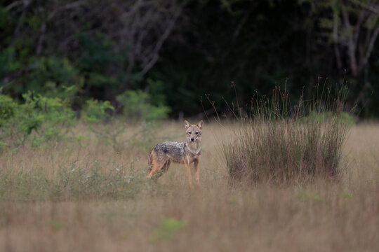 Sri Lankan Jackal spotted in Wilpattu National Park
