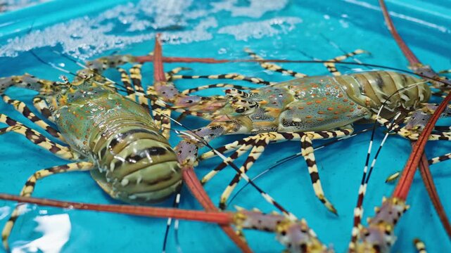Closeup of live spiny lobsters in seafood tank at Thai fish market in Thailand