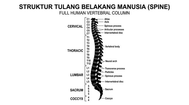 Human Vertebral Column Anatomy Infographic