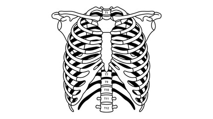 Human Rib Cage Anatomy Vector Illustration © Sinyo