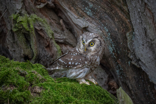 Boreal owl (Aegolius funereus) is small owl. In Europe, it is typically known as Tengmalm's owl after Swedish naturalist Peter Gustaf Tengmalm or, more rarely, Richardson's owl.