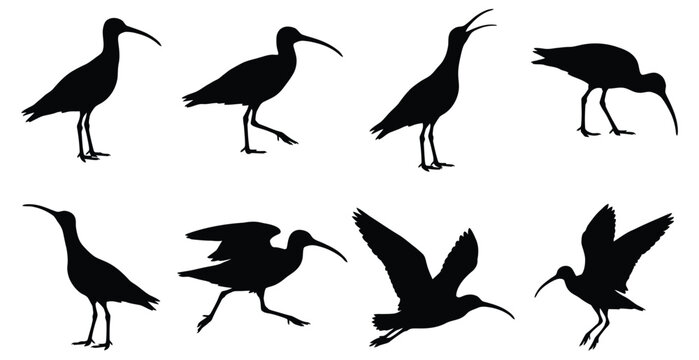 Collection of ibis bird silhouettes in various poses and actions, including standing, walking, and flying Vector