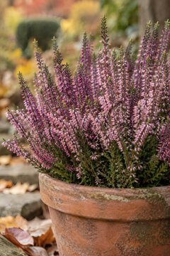 Blooming Heather Plant in Terracotta Pot on Autumn Garden Background