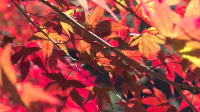 鮮やかに色づく紅葉の木々