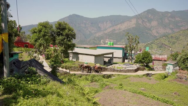 Mules carrying supplies on a mountain path near Rudranath Temple in Gopeshwar Chamoli Uttarakhand